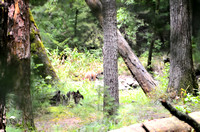 Cades Cove Aug-2012 (3)