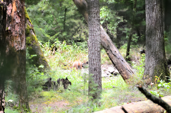 Cades Cove Aug-2012 (3)