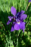 Purple Iris