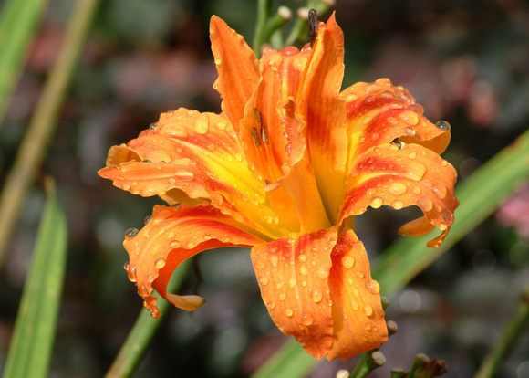 Morning Day Lily