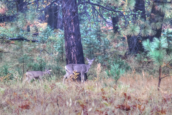 Yosemite Valley 2010 (88)