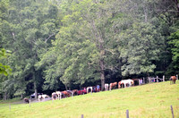 Cades Cove Aug-2012 (5)