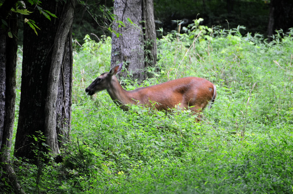 Cades Cove Aug-2012 (4)