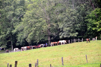 Cades Cove Aug-2012 (6)